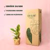 envio philodendron ring of fire packaging