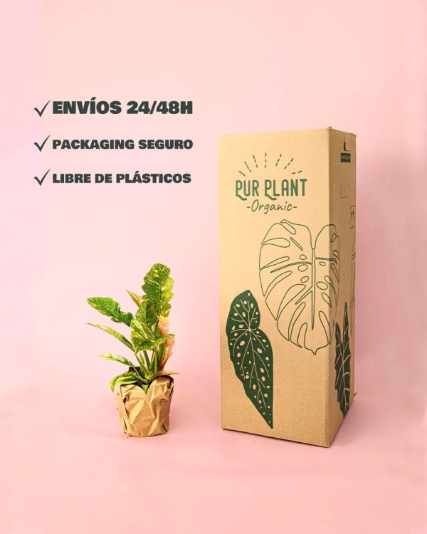 envio philodendron ring of fire packaging