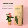 envios anthurium rojo packaging