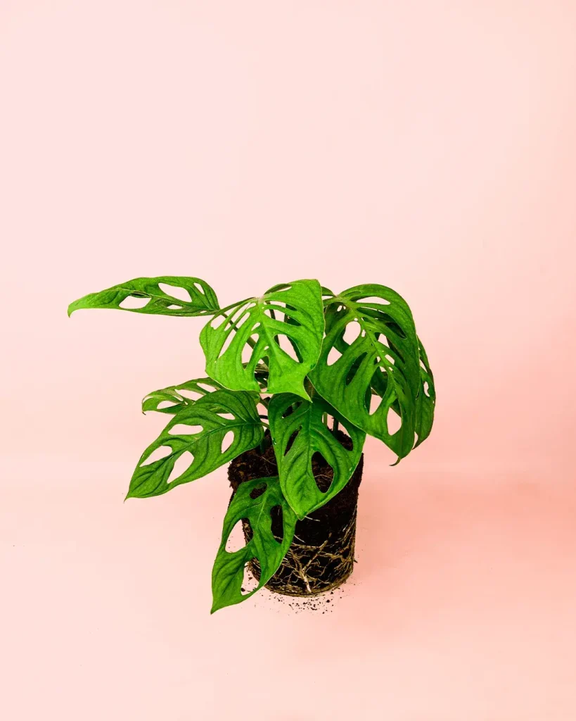 monstera-esqueleto