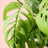 monstera-esqueleto-hoja