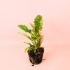 philodendron-ring-of-fire