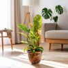 philodendron ring of fire contexto salon