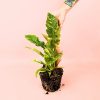 philodendron-ring-of-fire-mano