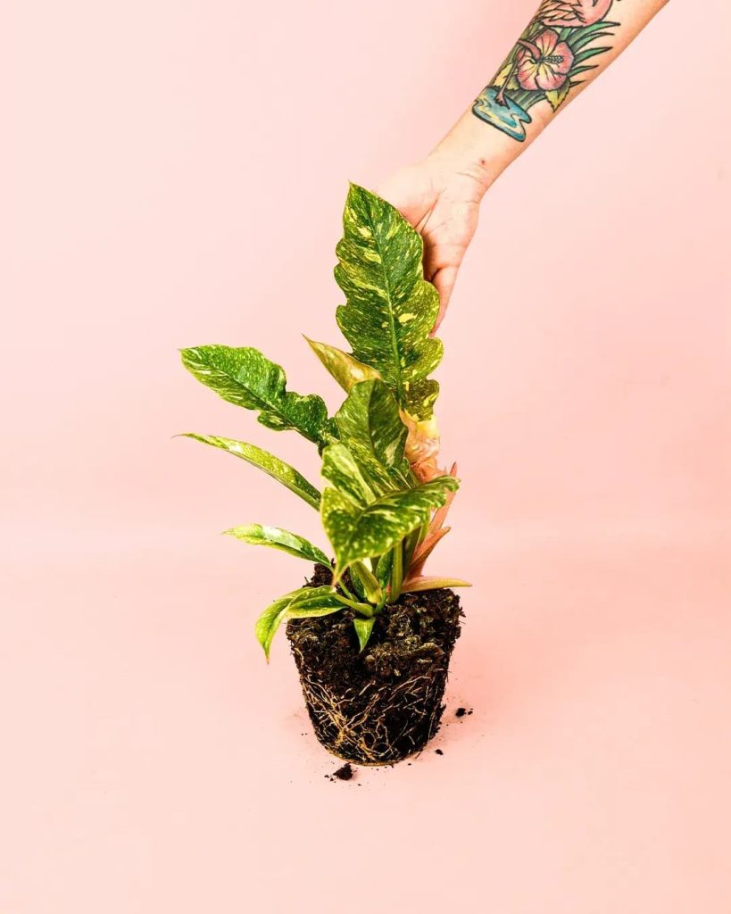 philodendron-ring-of-fire-mano