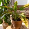 philodendron ring of fire salon contexto
