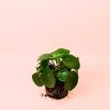 pilea-peperomioides-mediana