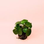 pilea-peperomioides-mediana