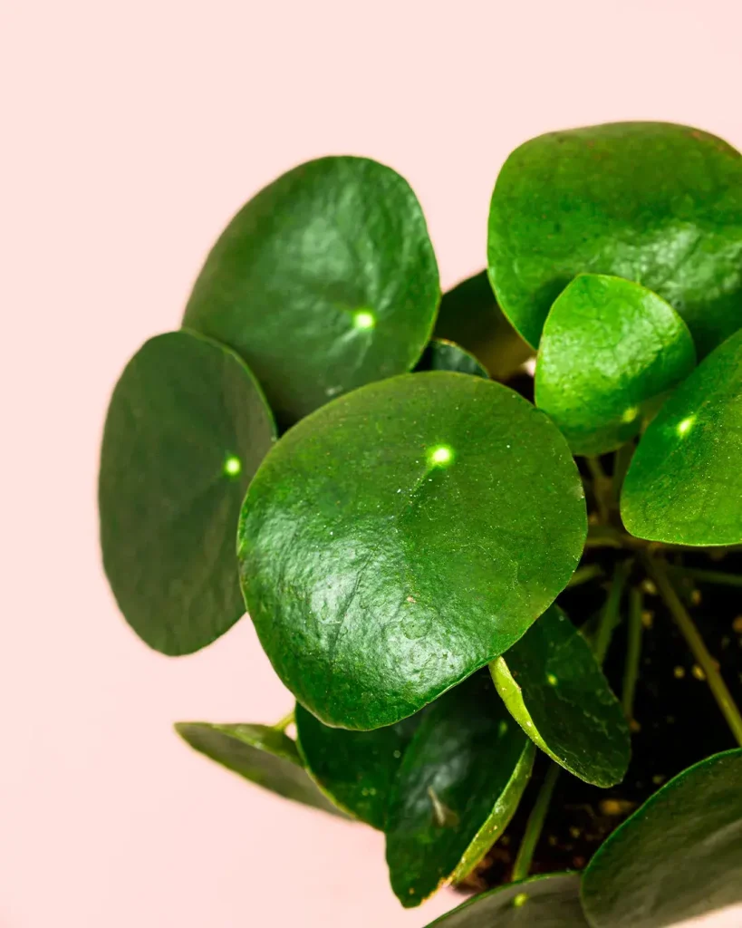 pilea-peperomioides-mediana-hoja