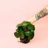 pilea-peperomioides-mediana-planta