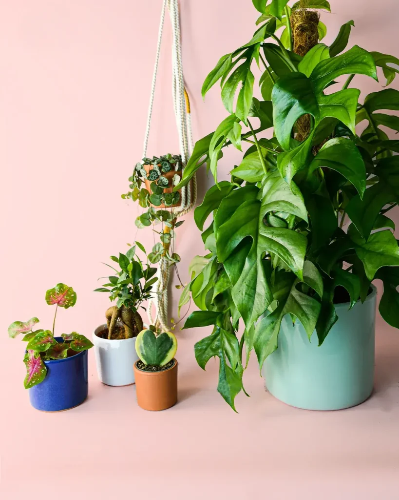 plantas de interior