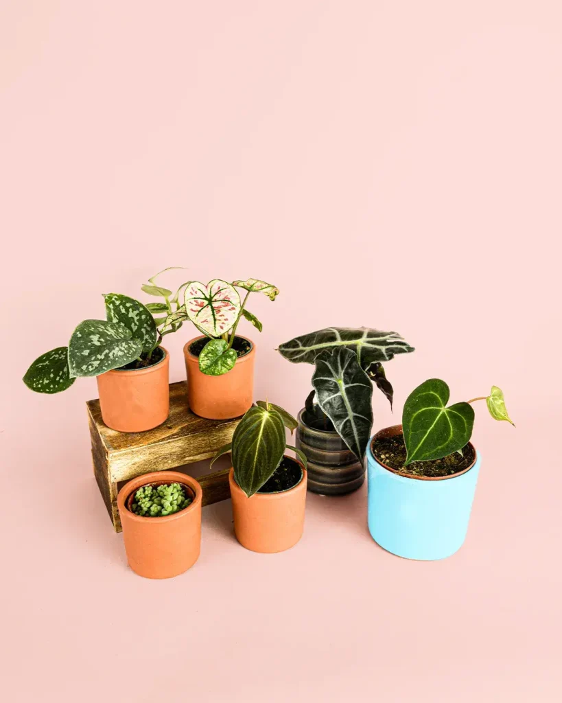 plantas-minis