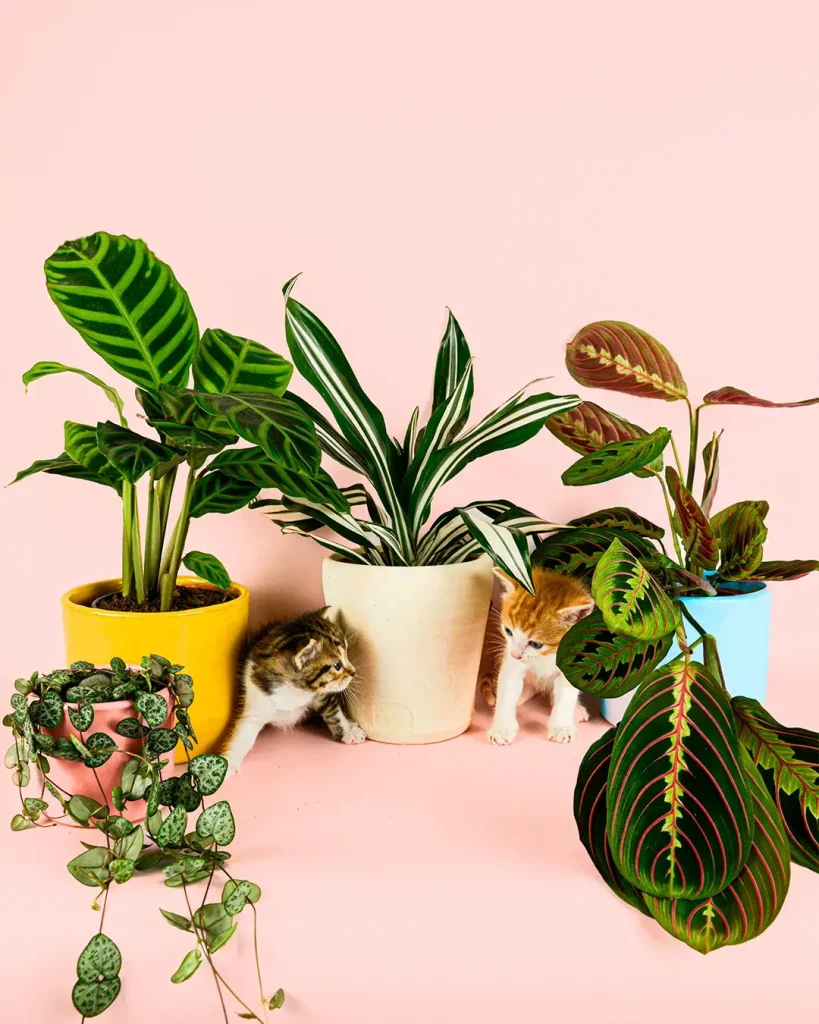 plantas-petfriendly