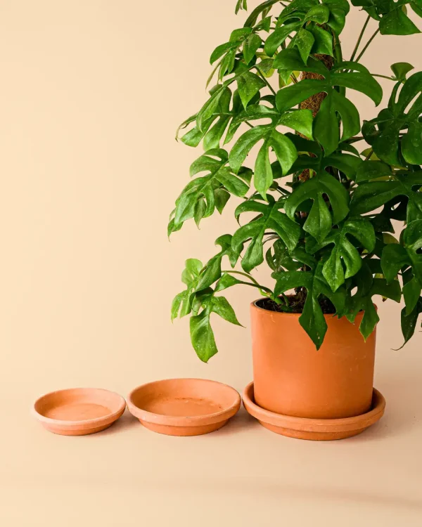 platoparamacetasterracota22-planta