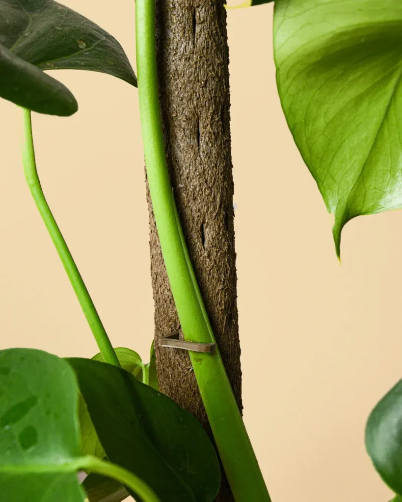 tutor detalle monstera