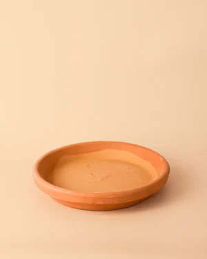 platoparamacetasterracota22