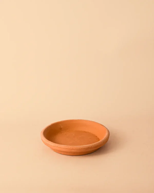 platoparamaceta-terracota-14