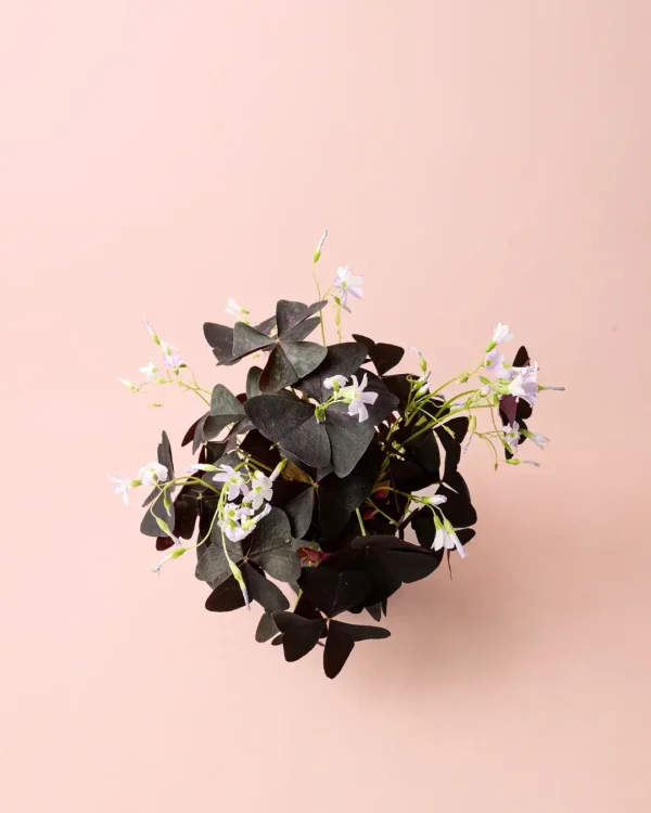 oxalis triangularis