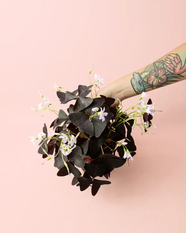 oxalis triangularis planta