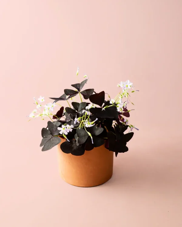 oxalis triangularis planta mariposa