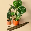 tutor eco para plantas