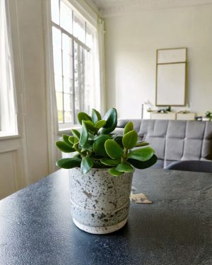 arbol de jade contexto