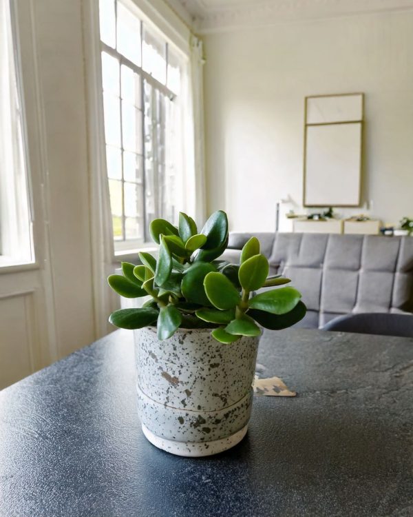 arbol de jade contexto
