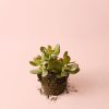 crassula-ovata-arboldejade