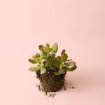 crassula-ovata-arboldejade