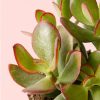 crassula-ovata-arboldejade-hoja