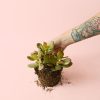 crassula-ovata-arboldejade-planta