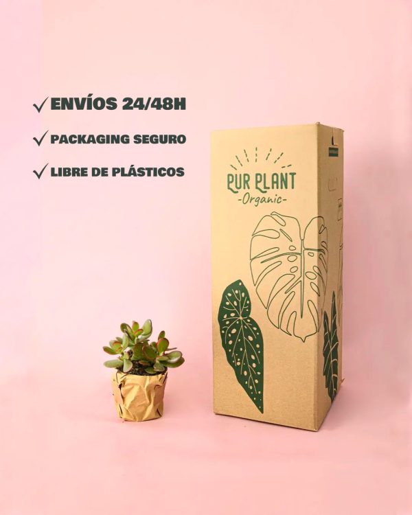 envios arbol de jade packaging