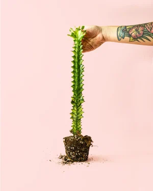 euphorbia-cactus-ingens-