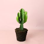 euphorbia-ingens