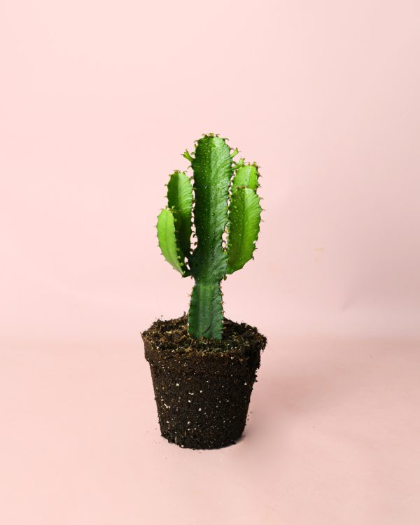 euphorbia-ingens