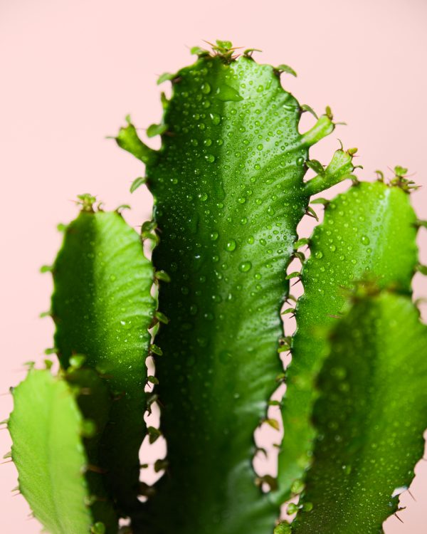 euphorbia-ingens-hoja