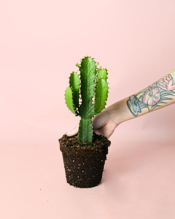 euphorbia-ingens-planta