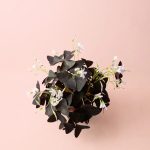 oxalis-triangularis