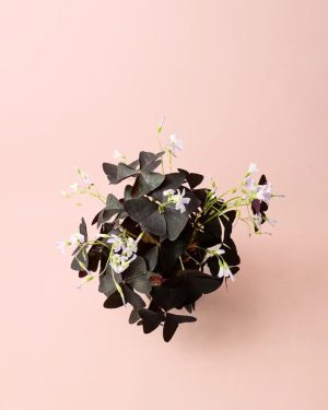 oxalis-triangularis