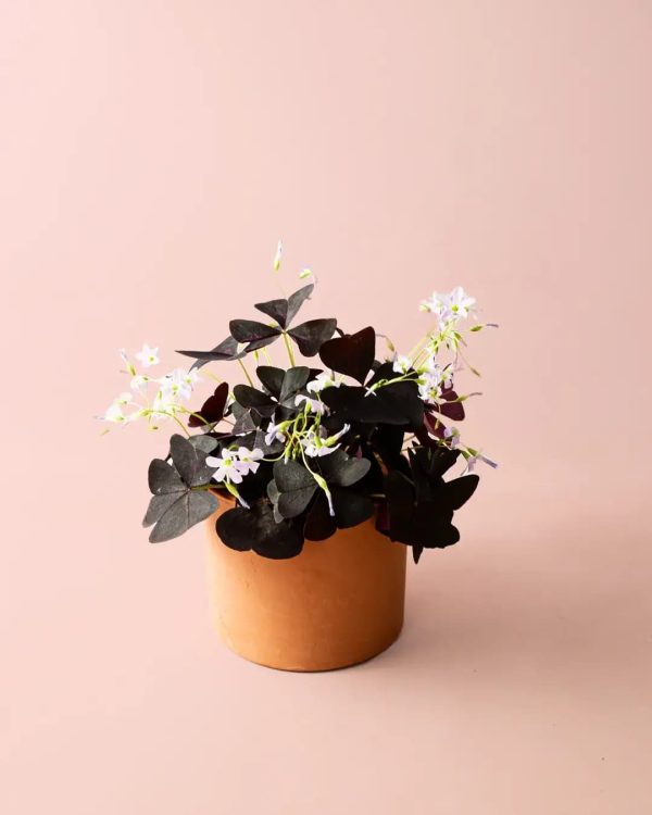 oxalis-triangularis-maceta