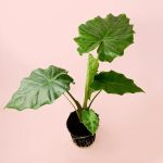 alocasia-portodora