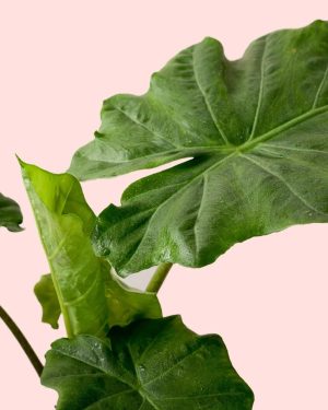 alocasia-portodora-hoja