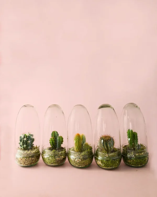 jardin en bol de cactus