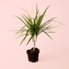 dracaena