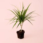 dracaena