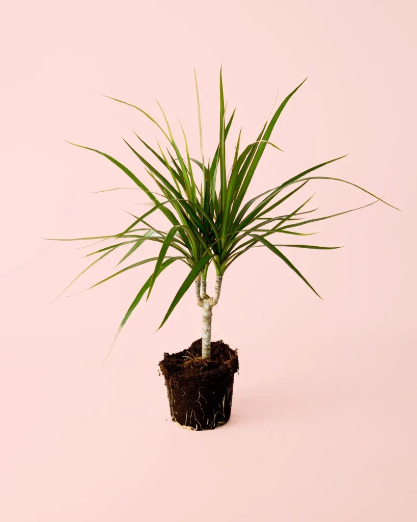 dracaena