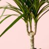 dracaena-hoja