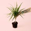 dracaena-planta
