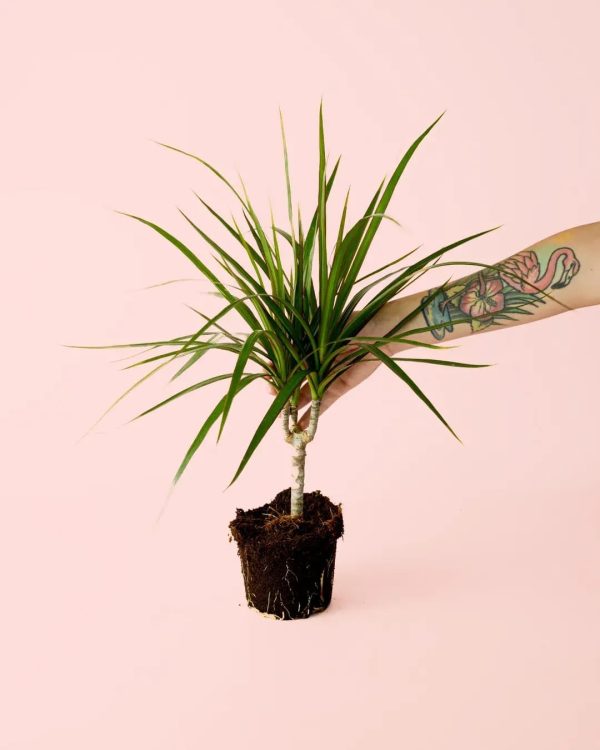 dracaena-planta