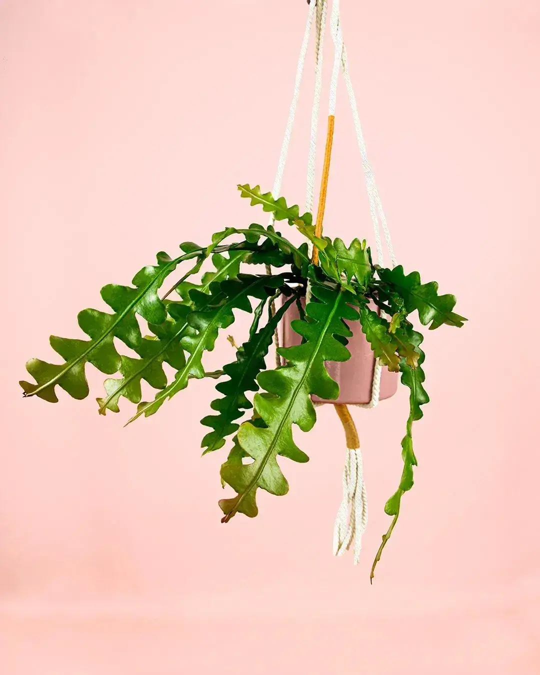 espacio-plantacolgante